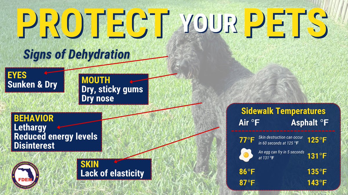 Protect your pets from the heat &amp; ensure they have ample access to water to avoid dehydration.

When going on walks, it's important to remember that hot pavement can burn their paw pads. Check sidewalk temps with your hand or foot - If it’s too hot for you, it’s too hot for them!