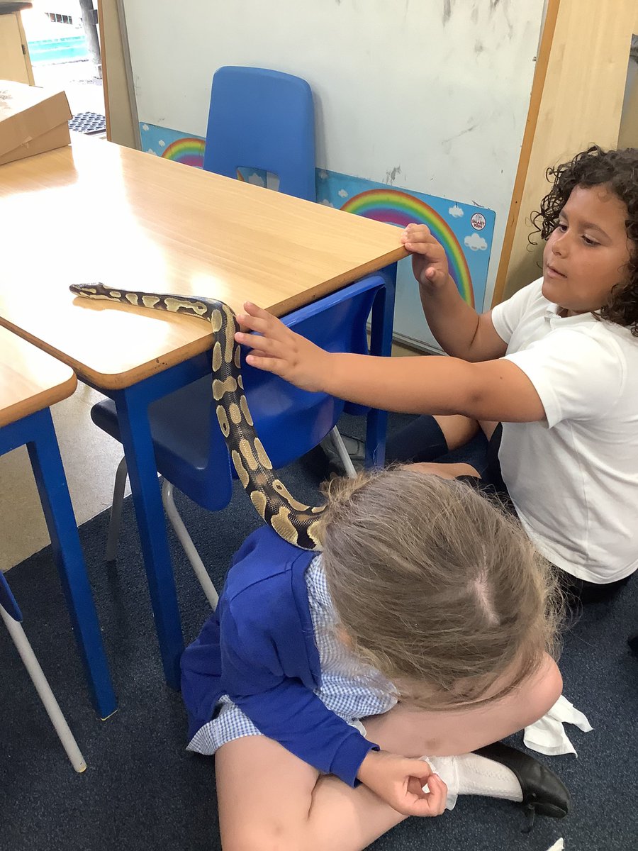 StMarysSchoolRC's tweet photo. Kai the snake loved our classroom so much, we think he wants to join Year 1! π€π #smrcscience https://t.co/wvlgttfmhX