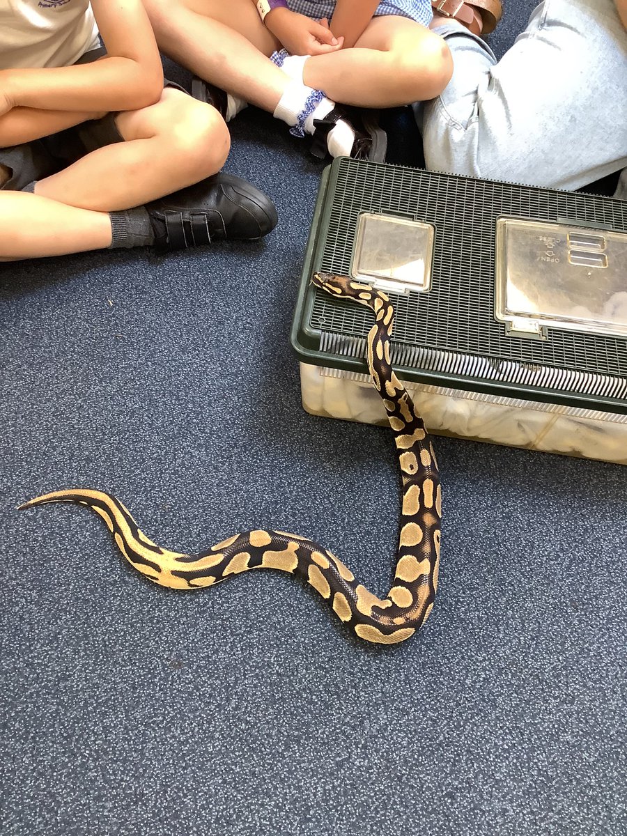 StMarysSchoolRC's tweet photo. Kai the snake loved our classroom so much, we think he wants to join Year 1! π€π #smrcscience https://t.co/wvlgttfmhX