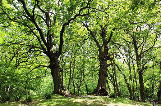 CityCorpHeath's tweet image. We&apos;ve made it even easier to donate to the Hampstead Heath Charity by linking with @JustGiving which means we can collect Gift Aid too. Support us in protecting and conserving the amazing and special Heath 🌳💚cityoflondon.gov.uk/things-to-do/g…