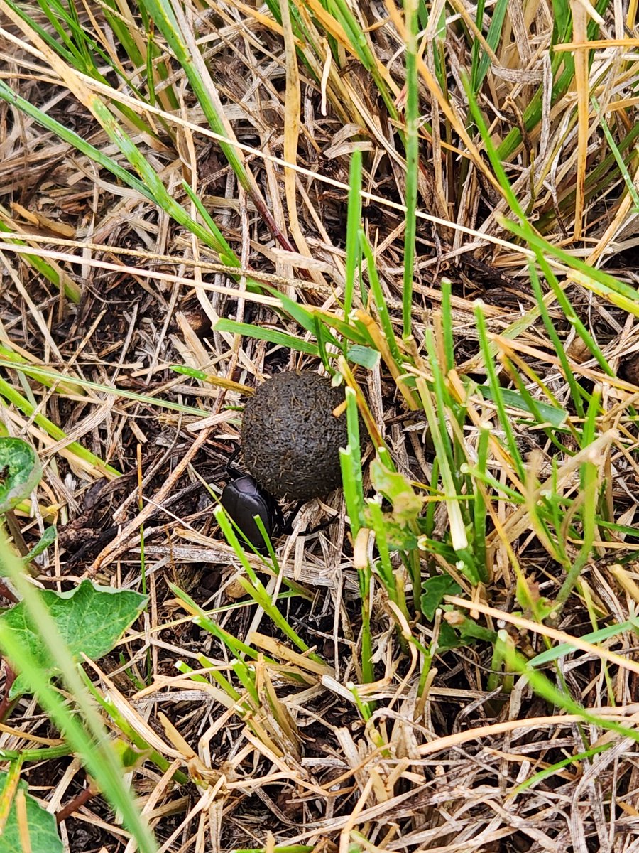 My office this morning, and a couple of students who showed up for office hours. #FPNG #Richland <a href="/USFSNebraska/">Nebraska NF&G</a>
