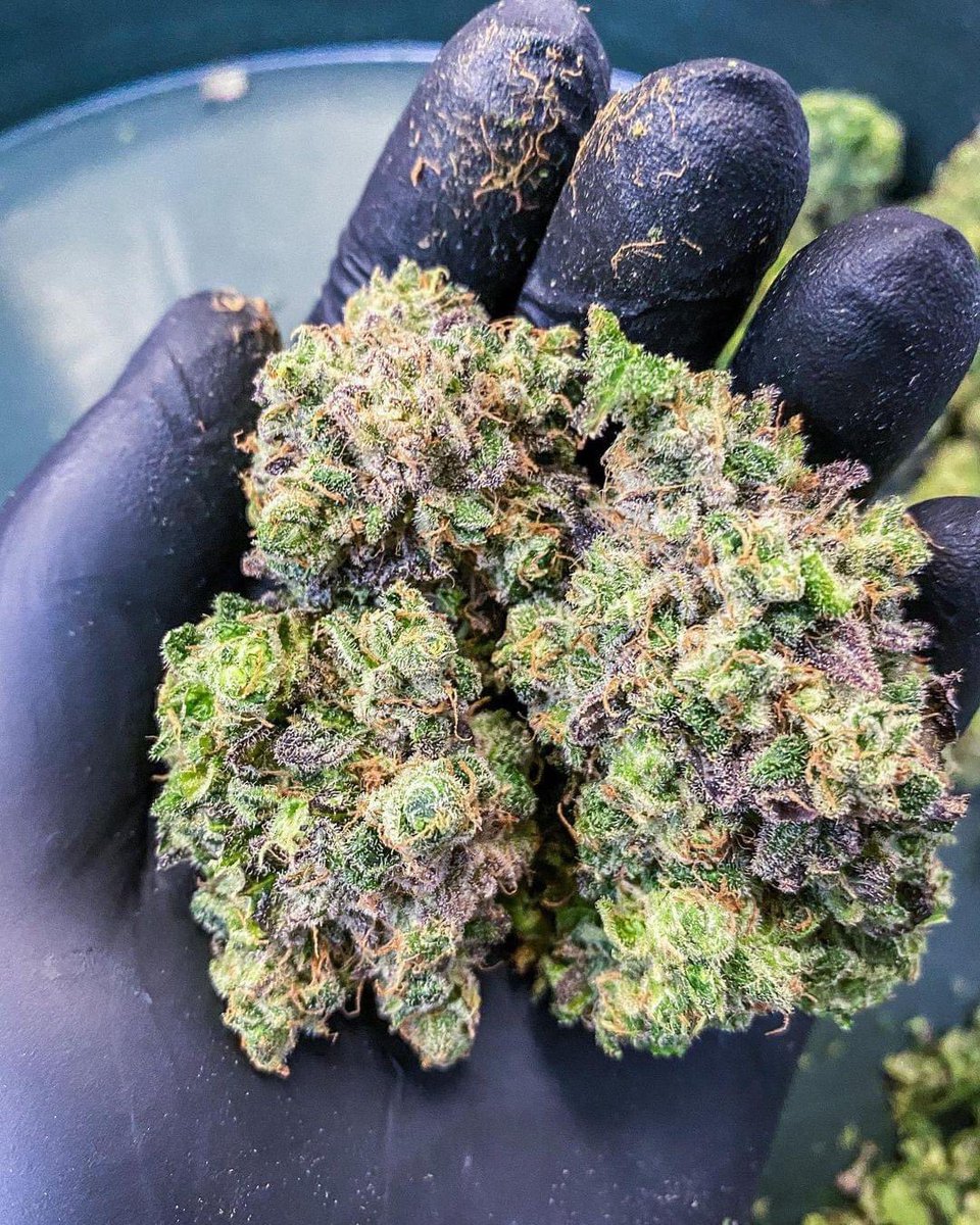 Miss Big Bunz 🍁🌱

Look at how fluffy these look 😍😍

#Weedmob #cannabisculture #WeedLovers #Mmemberville #cannabisusa #Weed  #growyourown #420community #CannabisCommunity #cannabisindustry #Growmies #cannabisculture