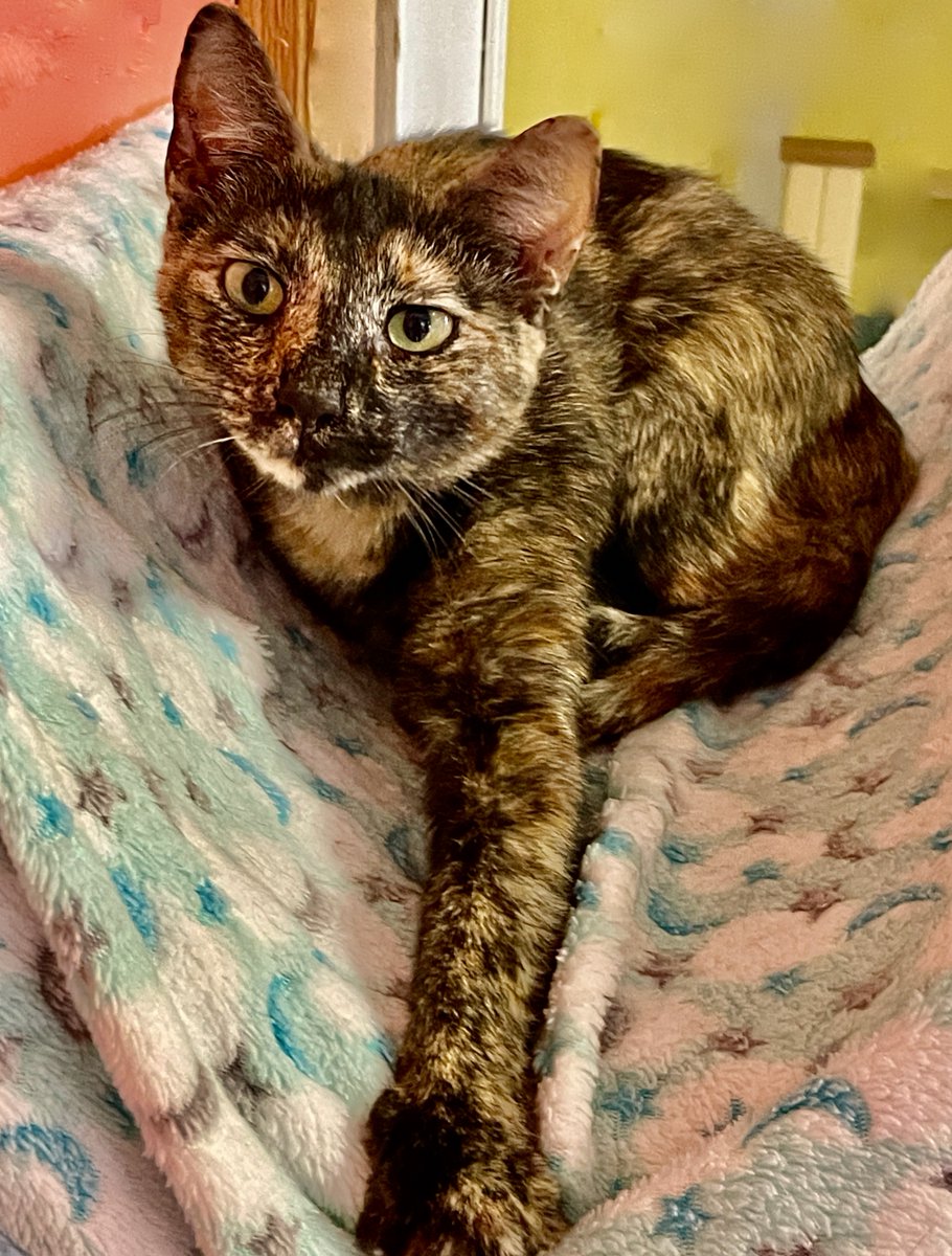 Lily wants to be an only child - this sweet tortie will bond deeply (a lap city who'll snuggle lots)💖 But when she gets jealous, her 'tortitude' shows! At her last house, the other #cat said 'Nope, not happening!'...#cats #friday #AdoptDontShop #virginia #nova #va #dc #maryland