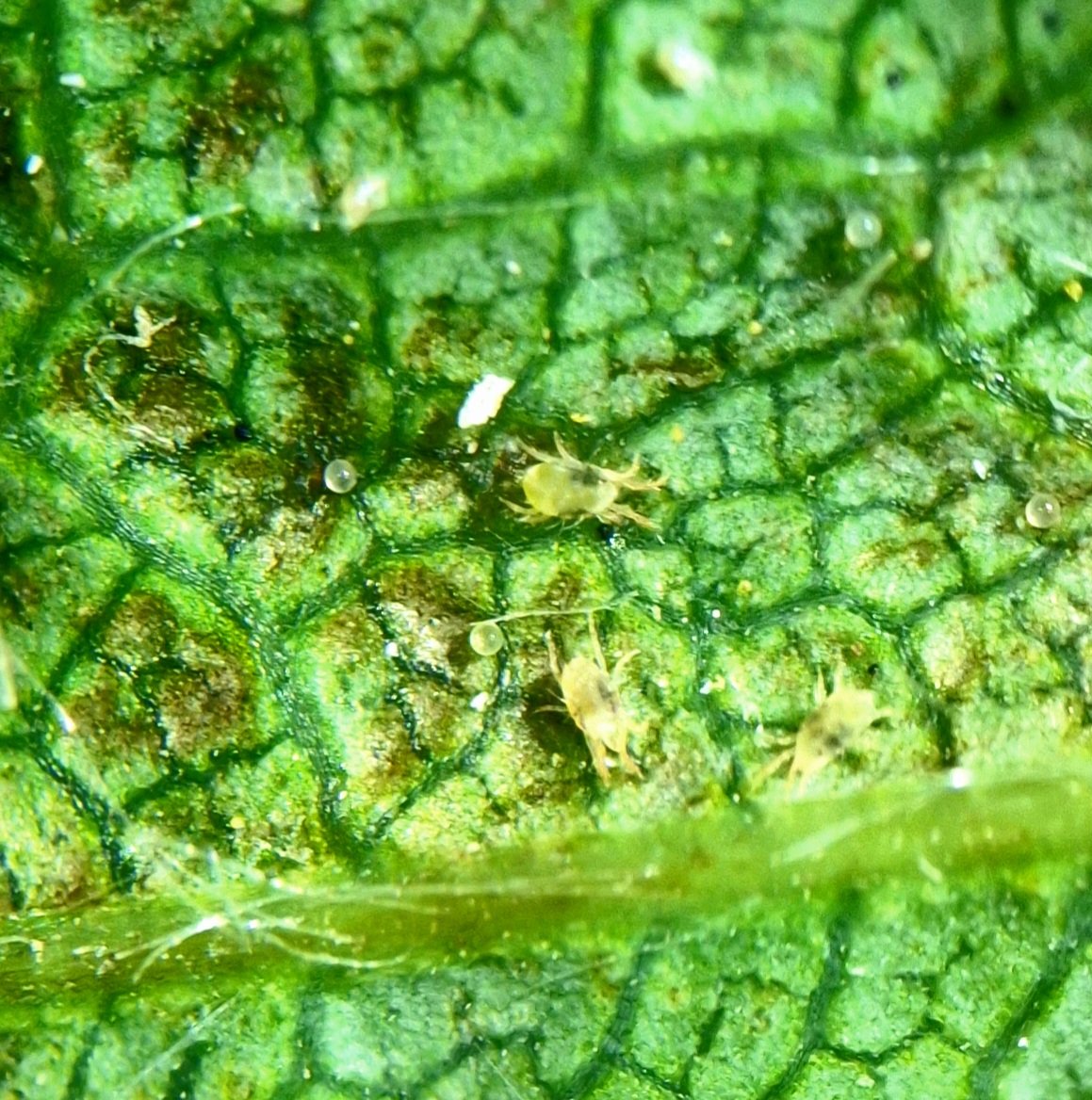 wadeoehmichen's tweet photo. Well, I guess we are officially in a drought first spider mites of the season, Clark County Wisconsin #crop23 #BASF https://t.co/48AOGT4E2f