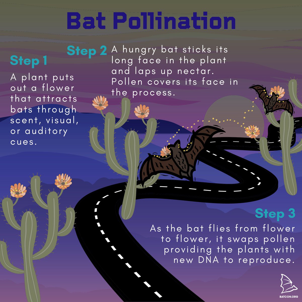 BatConIntl's tweet photo. DYK bats are the primary or exclusive pollinators for more than 530 plant species?! 🌸 While many of us are fast asleep, bats are out there regenerating our natural resources. #PollinatorWeek https://t.co/jRnnrhQgYx