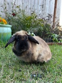 Cassie is an adult American Sable/Mini Lop mix from #Folsom, CA. petfinder.com/petdetail/6301…
