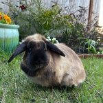 Photo by Adoptable Buns 🐰🐇 (@AdoptableBuns)