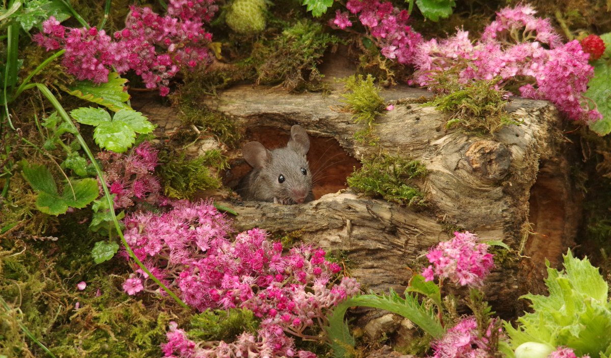 George the Mouse in a log pile house - Simon dell (@simon_dell_tog) on Twitter photo 2023-06-23 14:20:29