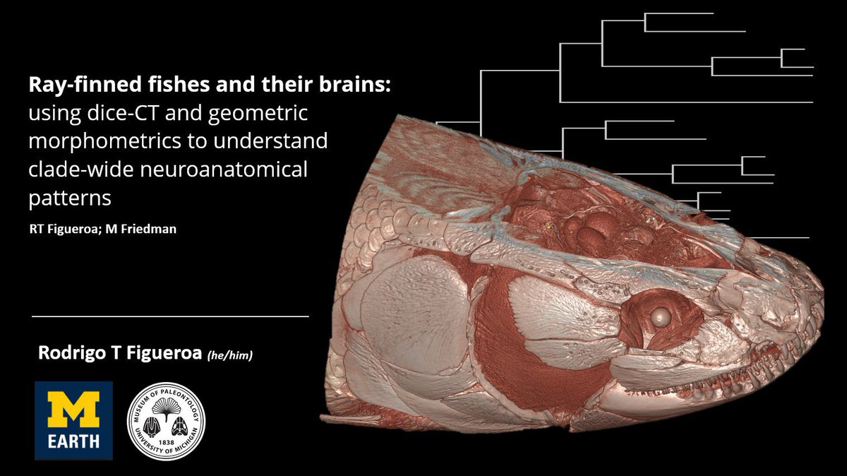 The big day (for me) arrived! If you are at #evolution2023 and want to know more about #fishes #fossils and #brains come to my talk at the Macroevolution II at 11:15am!

Please be nice as there’s a lot of preliminary results 😂