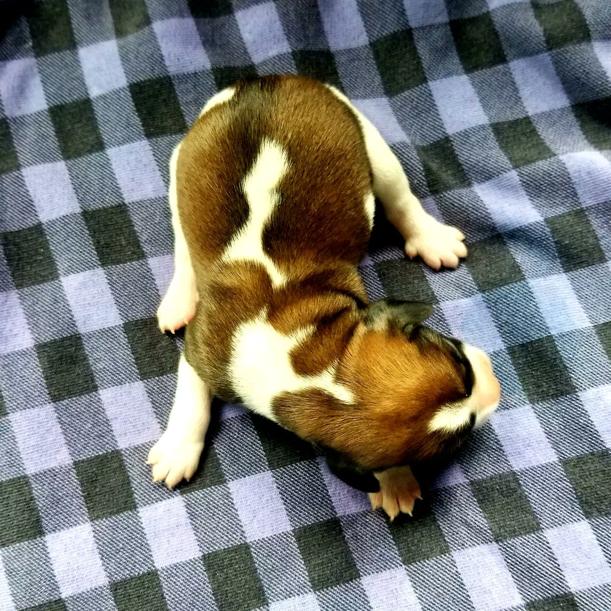 Precious Lila, a new member of our home.  Born 6/17/23 to Brittany and Quincy. <a href="/beaglefacts/">Beagle Facts</a> <a href="/Boomerthebeagle/">Boomer the Beagle</a> #puppy #beagle #beaglepuppy #therapypuppies