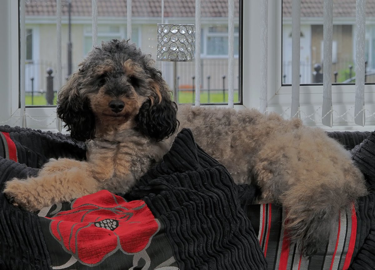 DaveMPhoto's tweet photo. Her favourite place to watch the world go by. #cockapoo https://t.co/DoNhFcIxTg