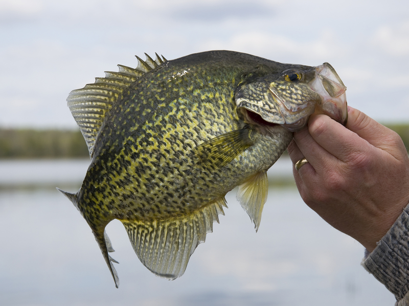 The @CrappieUSA Classic is headed for @CityofSomerset @spcchamber 
ow.ly/ipnj50OSOvw
#fishing #crappie #crappiefishing #sportsdestinations #sportsbusiness #sportsbiz #sportstourism