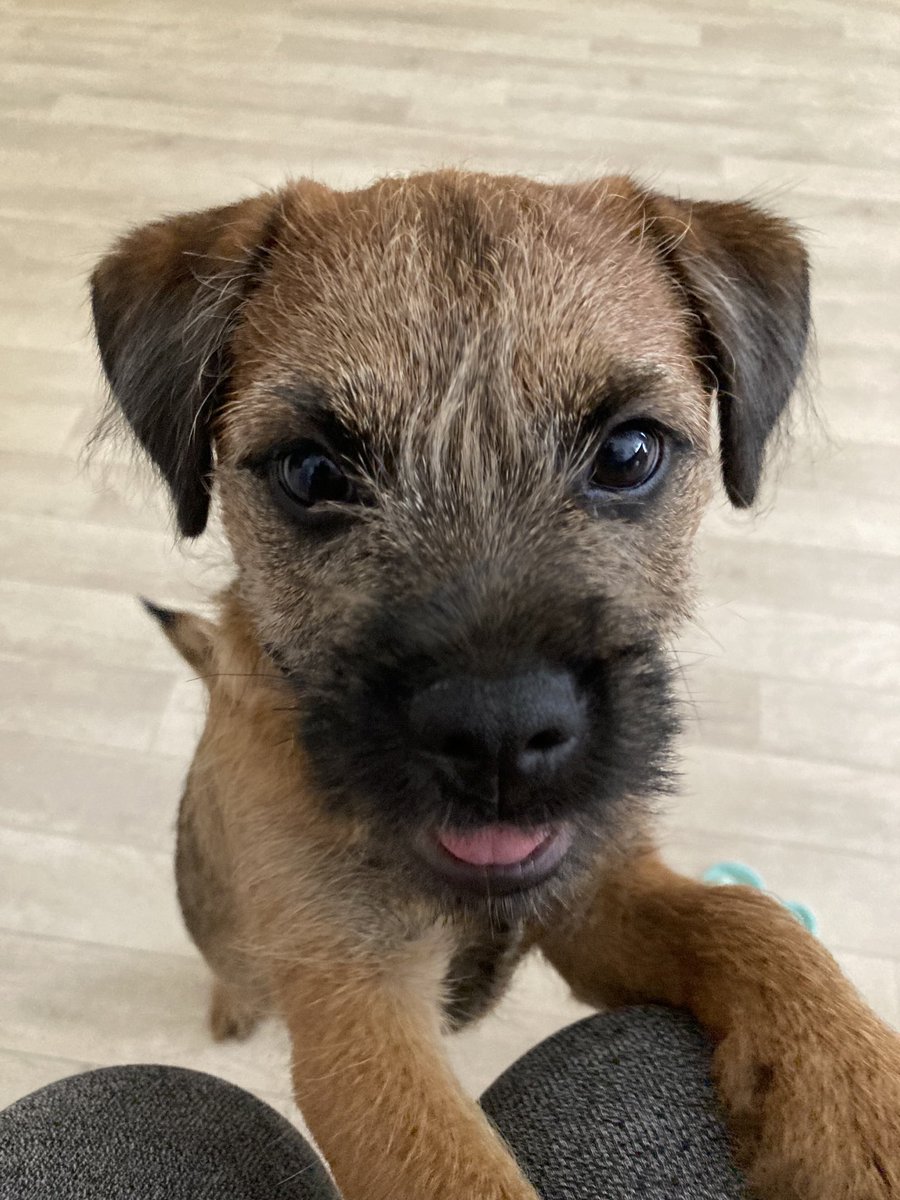 Barry Tyler - Junior to Sir EddieTyler5🌈 tweet media