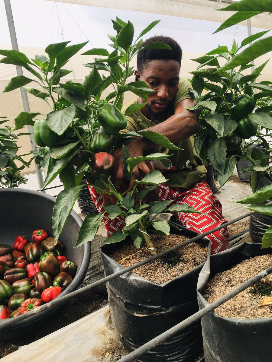 john_todell's tweet image. My IT experience was 😫😫. Though I got the experience but at the expense of my time. Working Monday to Sunday 😣😣😣.
#classinfinitus #futarian