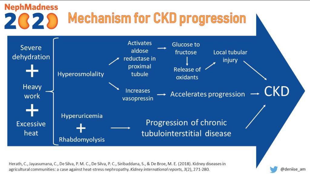 🤯🥵Is ⬆️heat causing CKD-Heat Stress Nephropathy HSN?

✅CKDu-Agricultural toxins or excess heat?🔥

✅CIN on bx/min proteinuria/HTN-

✅HSN-Repeated dehydration/Rhabdo/hyperosmolarity

✅Fructose🍹-⬆️HSN

Agricultural 👩‍🌾at risk

🌞 climate change-CKD
👇
twitter.com/deniise_am/sta…