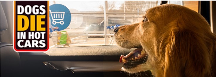 It’s hot! Imagine wearing a permanent fur coat in this weather & not being able to escape the heat! Please help remind people not to leave pets in their cars for any time during warm weather. Be #DogKind  

ow.ly/ezlK50OVMG4

#DogsDieInHotCars #DogsDieOnHotWalks