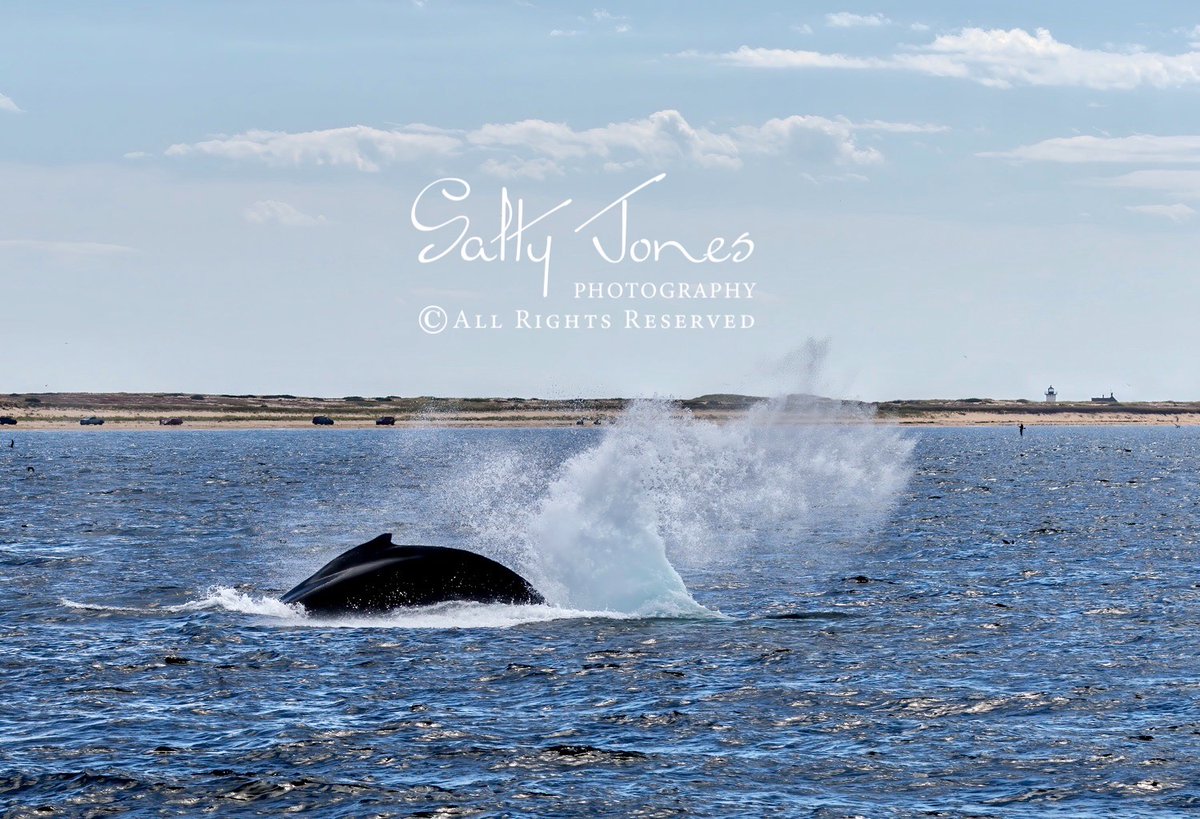 A humpback whale kicks off the summer with some kick feeding!