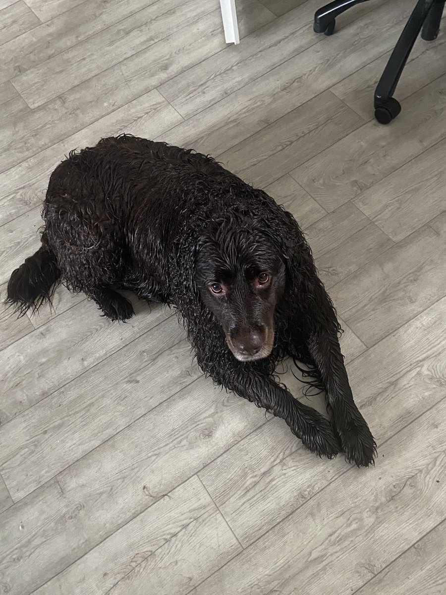oom_ben's tweet photo. Samen laat tv gekeken ☑️ stage lopen ☑️ door moessonregen gewandeld ☑️ morgen laatste dag - papa en mama komen thuis van vakantie ☑️ #Sky #neefje straks nog even lekker lang wandelen 😎 https://t.co/IOBHUY8WAv