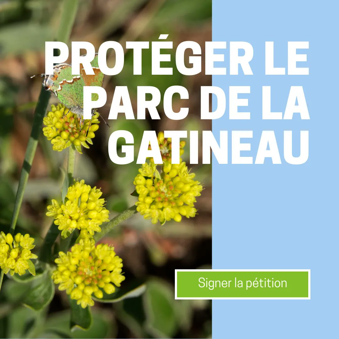 lasnapvo's tweet photo. Le parc de la Gatineau compte des centaines de kilomètres de sentiers de randonnée, de vélo et de raquette. Mais vous ne pourrez en profiter que si l'urbanisation et le développement ne les détruisent pas d'abord. Signez notre pétition https://t.co/Ufmld2Qo3L. https://t.co/D1JftnFzm0