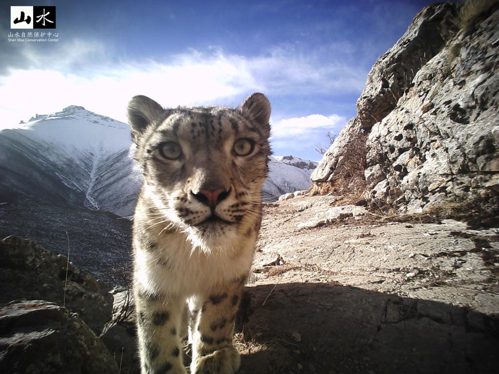 SnowLeopardNet's tweet photo. Meet the @ShanCenter, Org. member protecting #snowleopards & other #wildlife in the Sanjiangyuan, Qinghai-Tibet Plateau, since 2009.
As part of the regional Snow Leopard #ConservationNetwork in China, they're active in Capacity Building + Research & #Conservation collaborations. https://t.co/V3iNeLGfgG