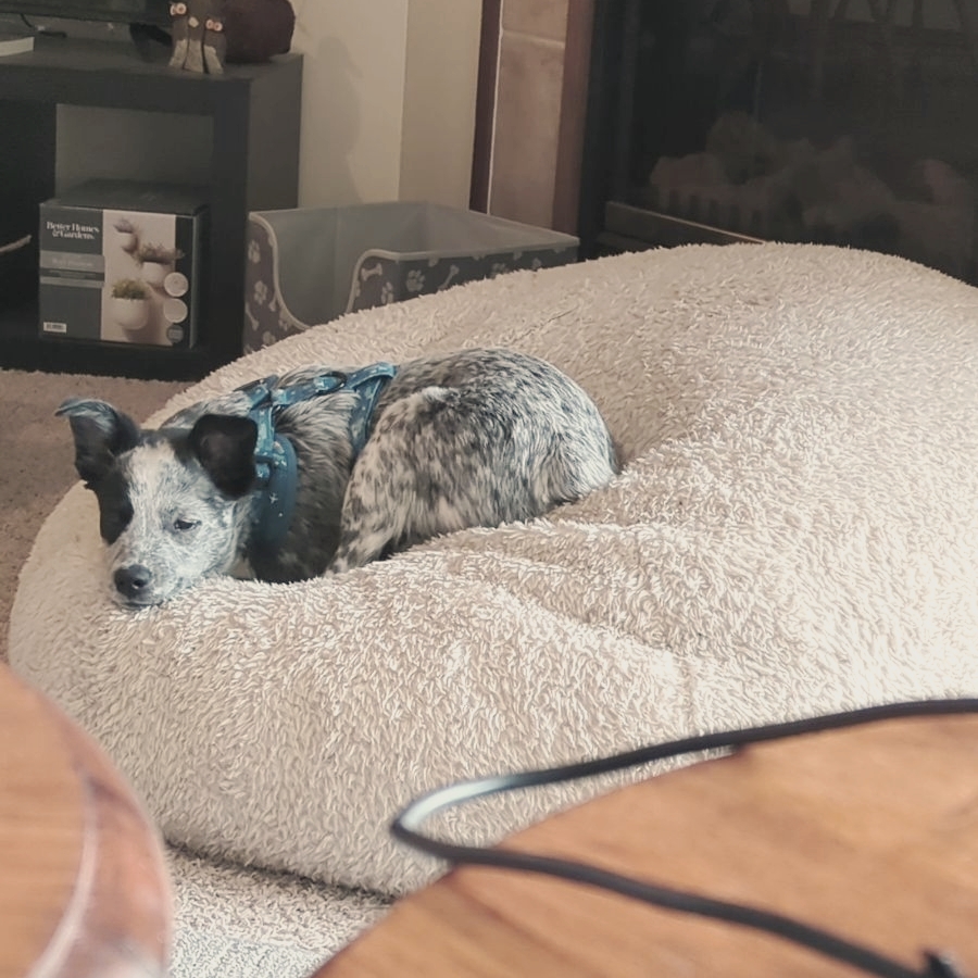 When work says 'no' to 'Take Your Dog to Work' day, your furry friend joyfully embraces the 'Human Work from Home' festivities! 🏠👩‍💻🐶
⁠
#takeyourdogtowork #MakeLifeEventful #MHK
