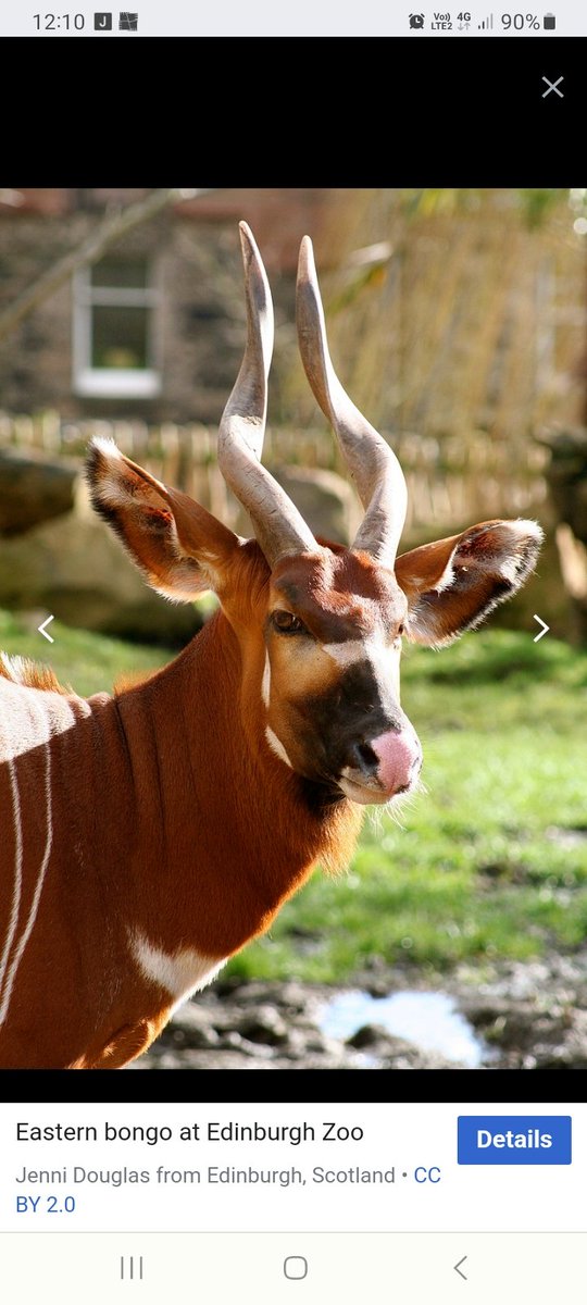 The Eastern Bongo. My granddaughter's new favourite animal