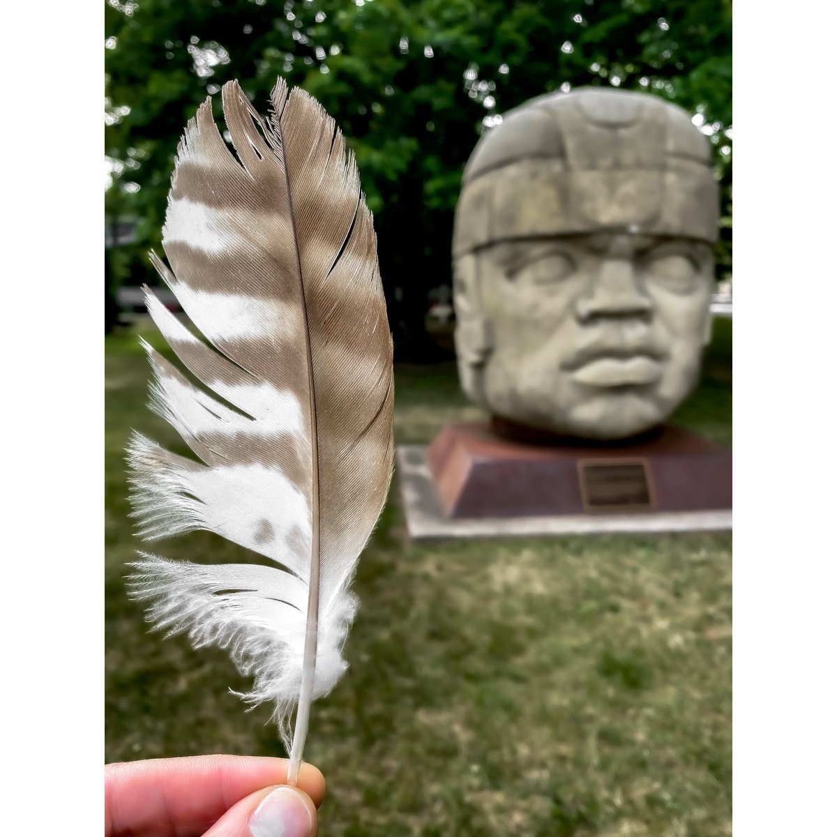 Distinctive RHO 🪶 found by the Olmec colossal head replica at Lehman
 
#Plumology #Plumage #ChickenHawk #BuetoJamaicensis #EarlyPreclassic #SanLorenzoTenochtitlan #Veracruz #Mexico #OlmecCivilization #Mesoamerica #GovernorJavierDuarteDeOchoa #GobiernoDelEstadoDeVeracruz #Basalt