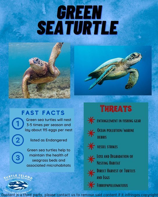 Celebrate Green Sea Turtle Day on June 14th! Sadly, these majestic creatures are threatened by Fibropapillomatosis, which causes tumors. Let's raise awareness and protect these amazing animals. #SeaTurtleWeek #seaturtles #greenseaturtle #Marinelife