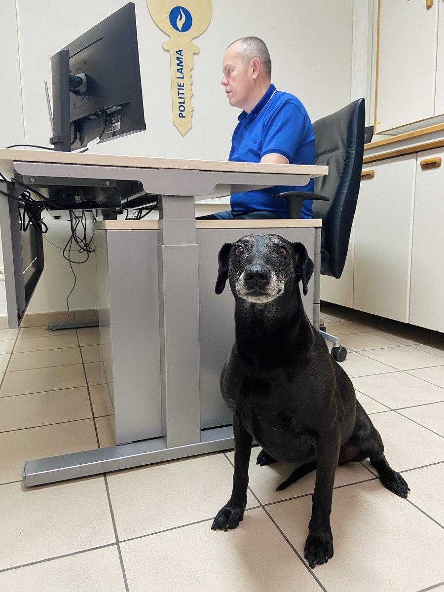 Politie_LaMa's tweet photo. Onze korpshonden 🐕 Qwando, Waldo en Jeanneke komen natuurlijk altijd naar het werk.
Maar vandaag op breng-je-hond-mee-naar-het-werkdag🐾 mochten andere collega’s hun eigen hond ook meenemen.🥰
#brengjehondmeenaarhetwerkdag #LaMa #Beestig https://t.co/obMKhg6sjT