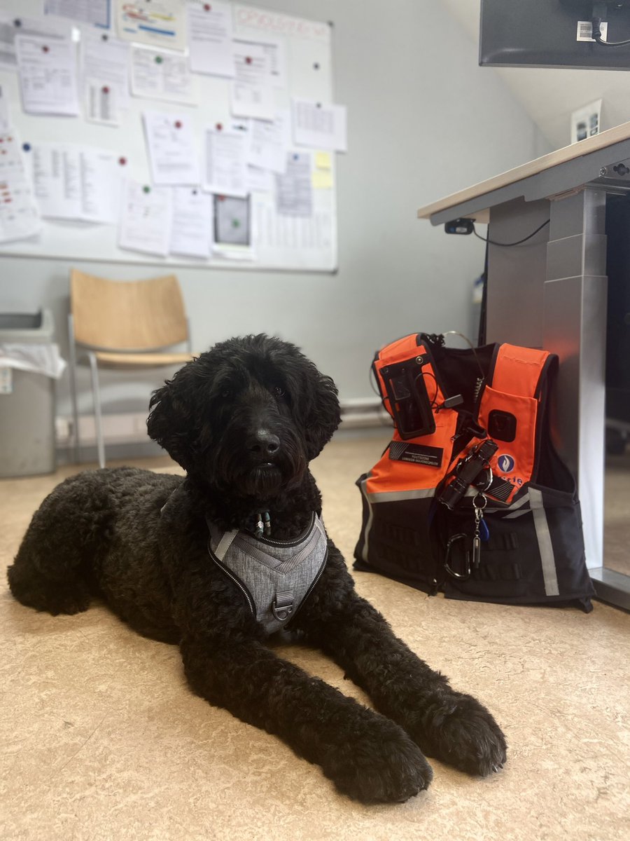 Politie_LaMa's tweet photo. Onze korpshonden 🐕 Qwando, Waldo en Jeanneke komen natuurlijk altijd naar het werk.
Maar vandaag op breng-je-hond-mee-naar-het-werkdag🐾 mochten andere collega’s hun eigen hond ook meenemen.🥰
#brengjehondmeenaarhetwerkdag #LaMa #Beestig https://t.co/obMKhg6sjT