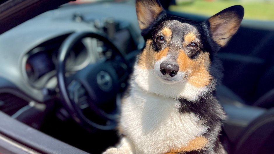 One perk of having a flexible work environment is... furry co-workers! 🐾

In the spirit of #BringYourDogtoWorkDay, share a photo of your pup in the comments below.

📸: Stellantis NA Communications Team

#FlexibleWork #HybridWork