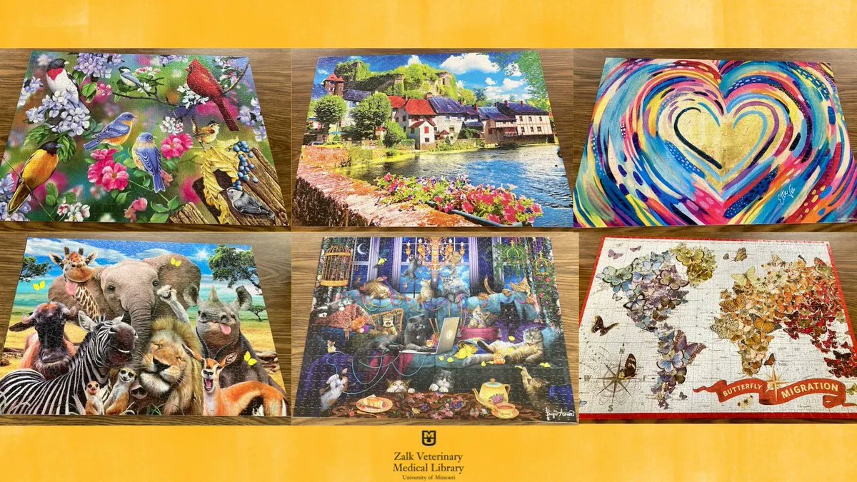 ZalkLibrary's tweet photo. Important library statistic: puzzle count! 🧩 Between all their classes, exams, and extracurriculars throughout the school year, our vet students completed 18 puzzles totaling 13,700 pieces. Here are a few of our favorites! #MizzouLibraries #Puzzles #WorkHardPuzzleHard https://t.co/I1mxbCjupN