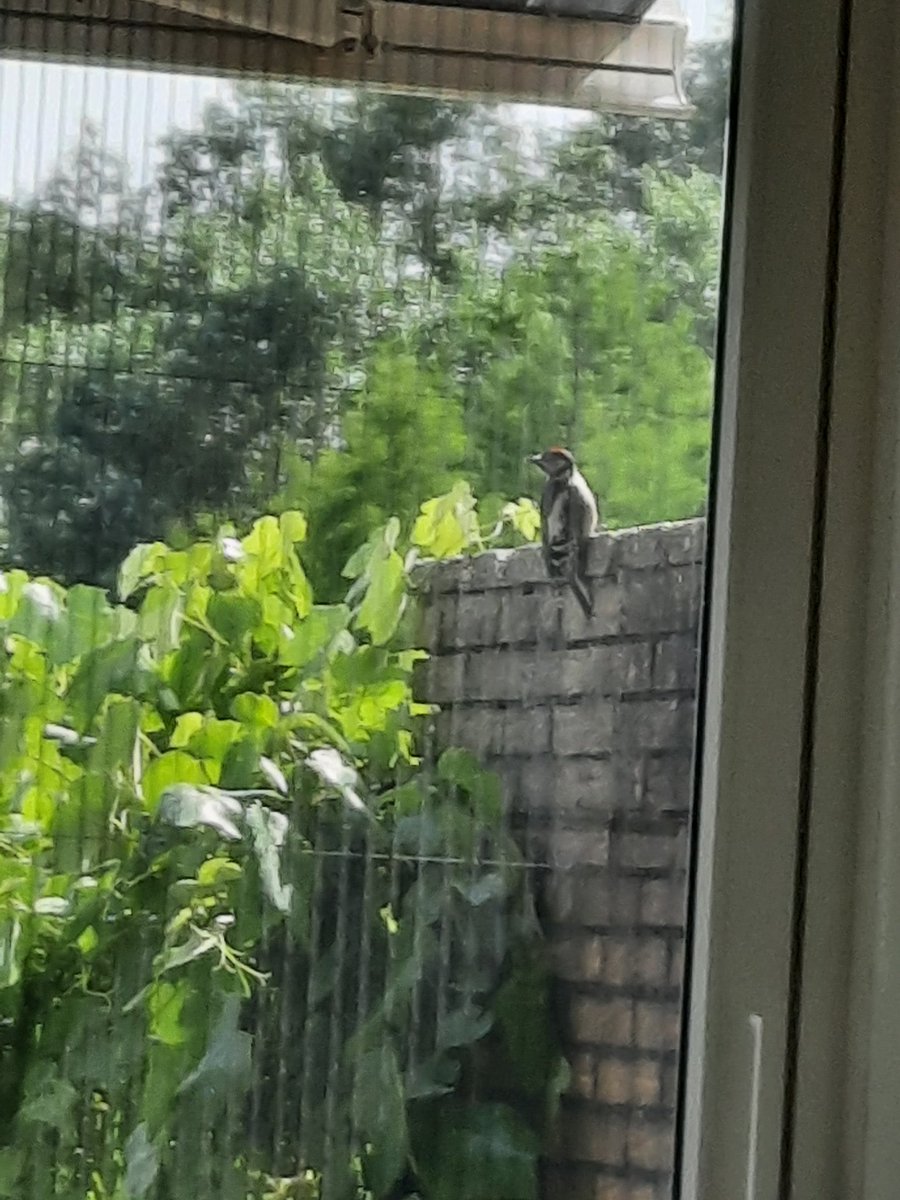 Cornelia van der Schilden tweet media