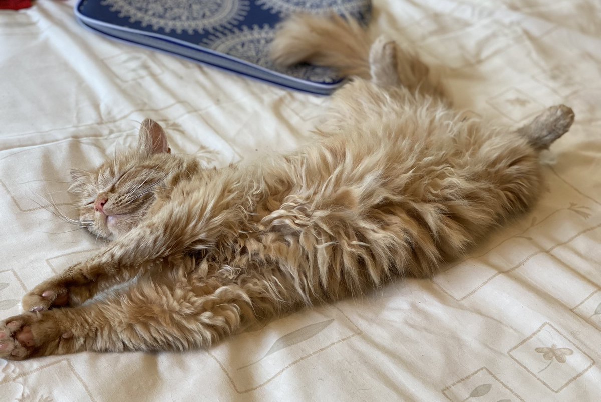 SusanCalman's tweet photo. Susan's #CatOfTheDay is Ariadne.

Thank you @Annieka2010 for sharing this pic! https://t.co/RdeApL8CtE