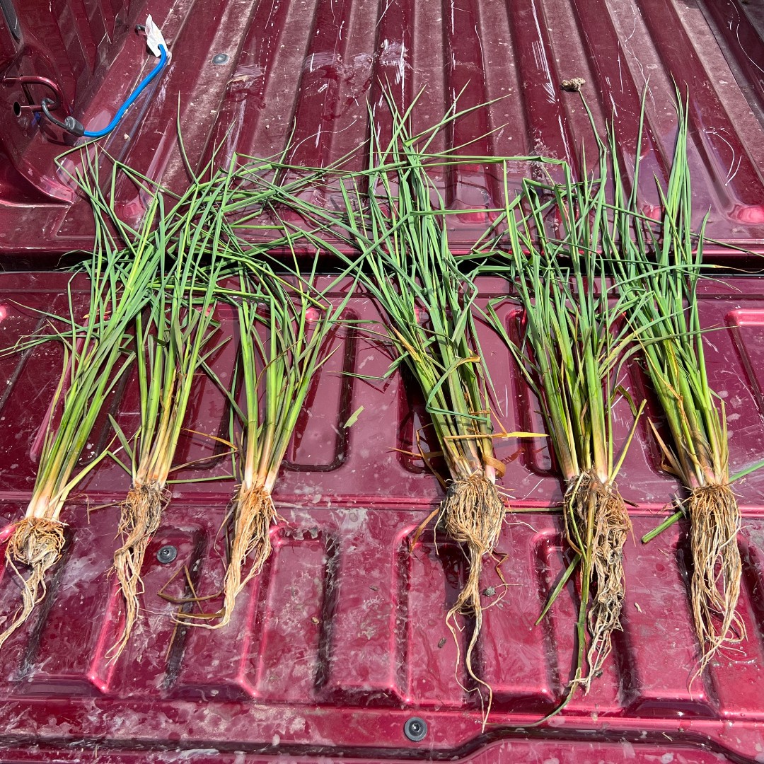 Concept AgriTek tweet media