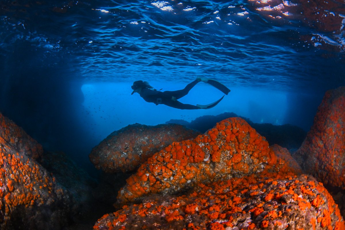 caixabank's tweet photo. Con el objetivo de ayudar a la conservación del coral naranja en el Mediterráneo, una especie endémica actualmente amenazada por la contaminación y el cambio climático, @imaginersapp se alía con la @asociacionhyt. 🌊

Más info en 👉https://t.co/ge2VheJ7Jt https://t.co/3TG4OqSCOJ