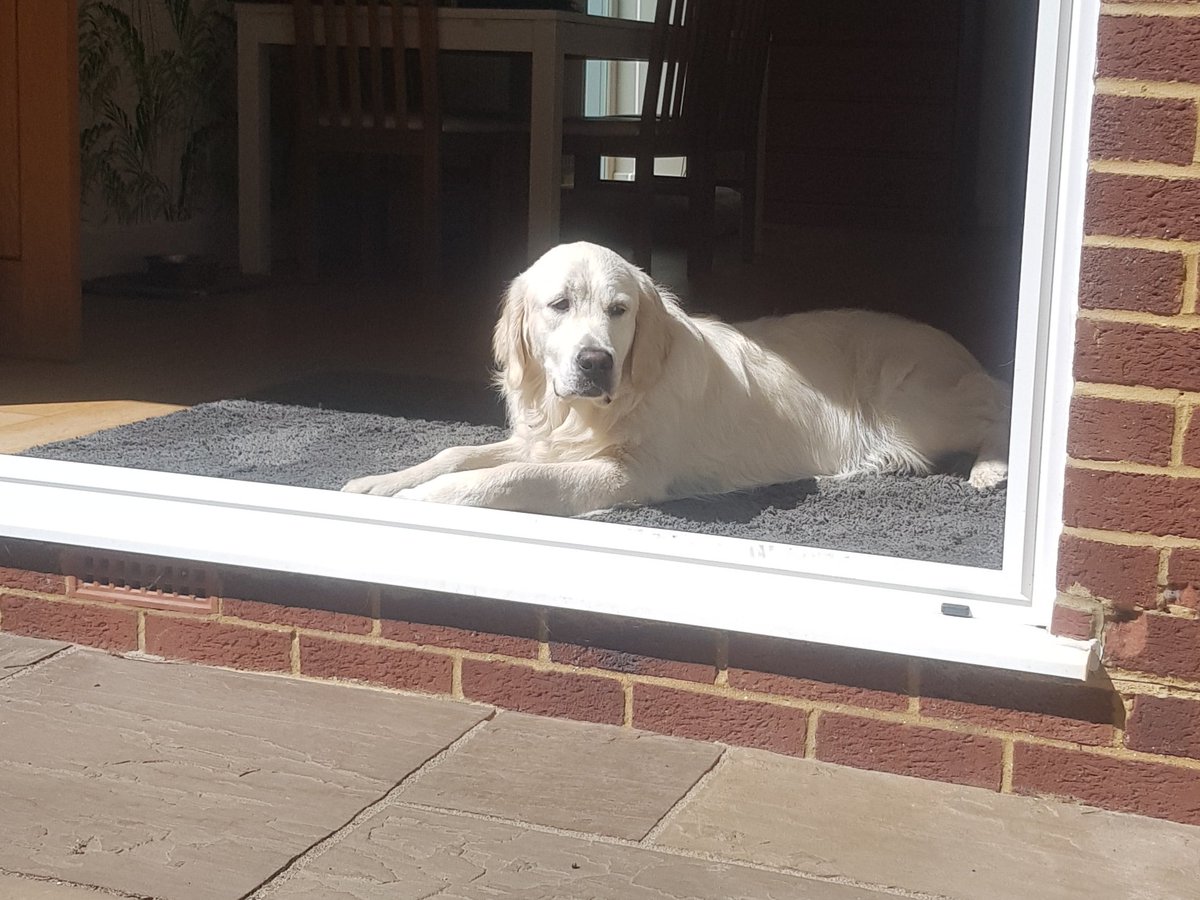 Apparently it's #BringYourDogToWork Day which is interesting, as I go to work with my humans EVERY day!
Here I am guarding the office.