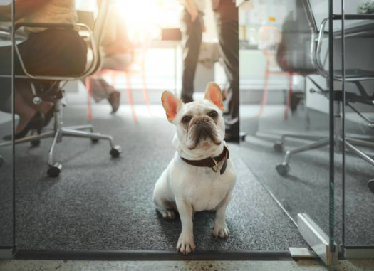 🐾 It's Take Your Dog to Work Day! 🐶

Today, we celebrate the paw-some companions that brighten our lives every day. Whether they're cuddling under our desks or providing endless smiles during Zoom meetings, our furry coworkers bring joy, comfort, and unconditional love. 🐾 ...