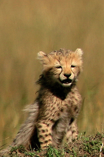 Hourly Cheetahs tweet media