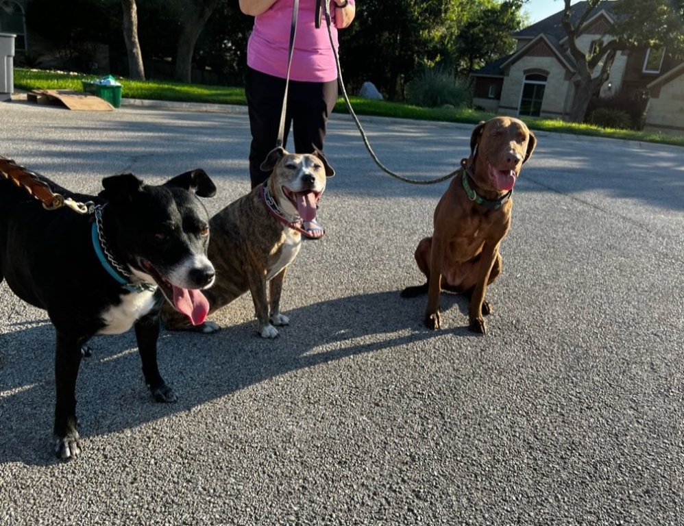 puparazzipc's tweet image. 🐾🚶‍♀️🐶 Nothing is more fun than walking a client with members of our pack! #dogwalking 🐾🐶 It's a great way to improve social skills for both dogs and humans! 🐕👫 #packwalk #dogsofinstagram #doglovers #socialization #dogbehavior #dogtraining