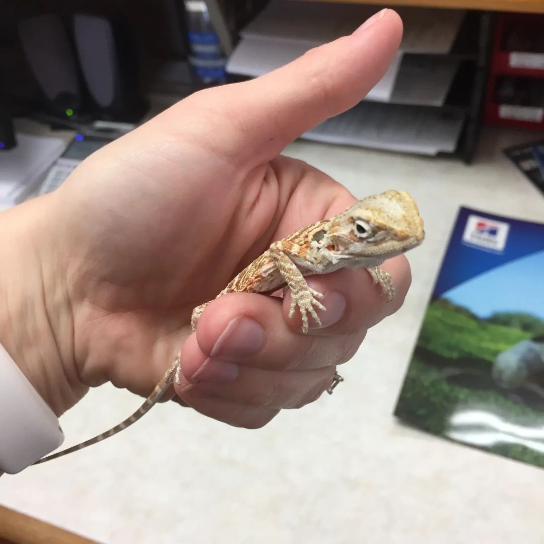 Did you know that we also offer #ReptileCare at our office? We'd be happy to use our years of knowledge with creatures both cold and warm-blooded to make sure your lizard feels their best so they can enjoy a long, happy life with you! #ReptileVet #ColdBloodedPets #ExoticVet