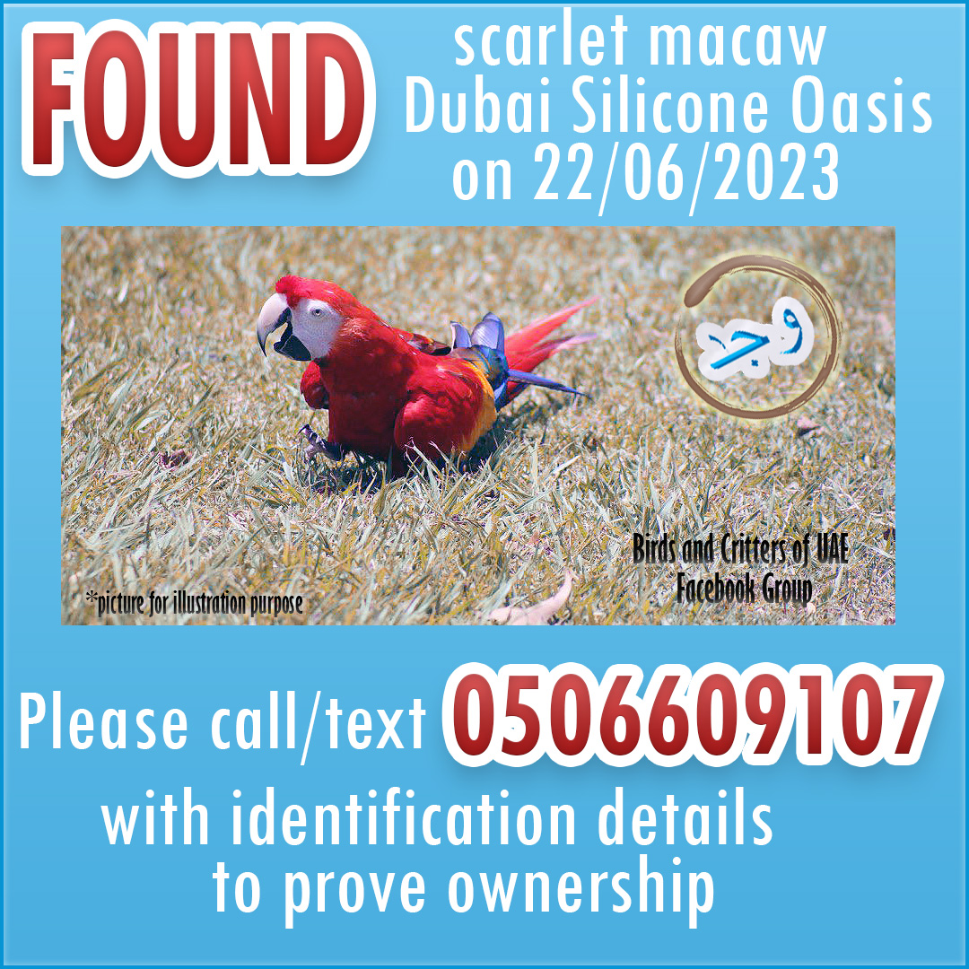 #foundparrot #foundpet #lostandfoundpets #dubaipetlostandfound #macawparrot  #scarletmacaw #lostandfoundparrots  #lostandfoundparrotsinuae #birdsandcrittersofuae #dubailpetslostandfound #uae #dubai #dubaipets #dso #dubaisiliconoasis