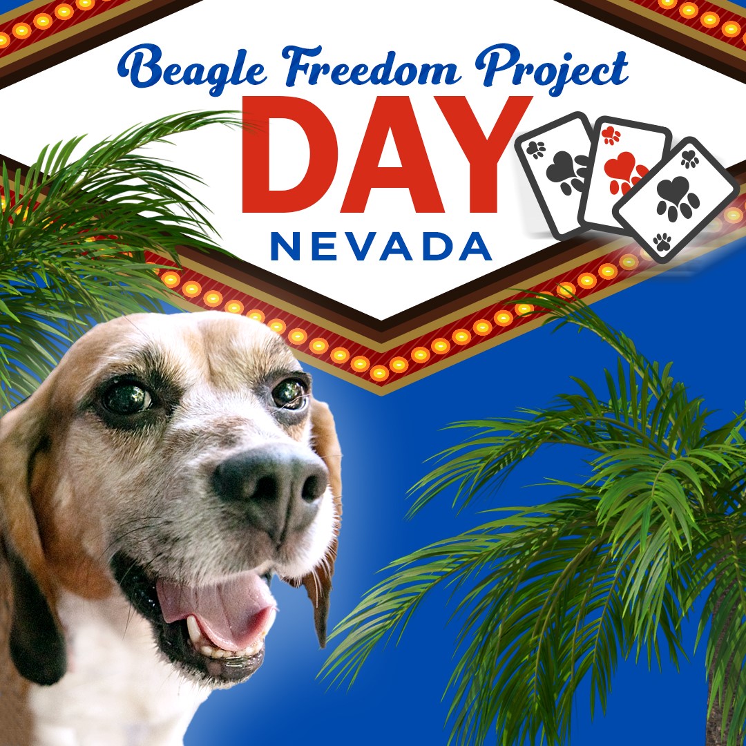 Today is officially Beagle Freedom Project DAY in the state of Nevada! That's right! We have a whole day dedicated to our mission, which the Governor made official in 2015! 

#beaglefreedomprojectday #nevada #reno #lasvegas #beaglefreedomproject #endanimaltesting #freethebeagles