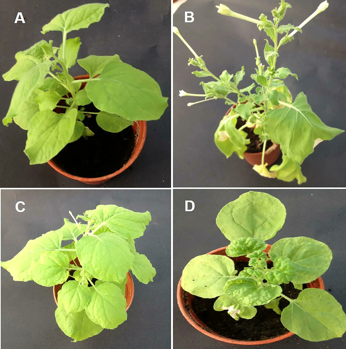Plant Science on Twitter "Artificial microRNAmediated resistance