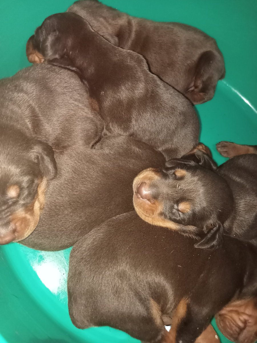 ZendLuke2000's tweet photo. American Doberman Pinscher https://t.co/grNt9Ao9Ug
