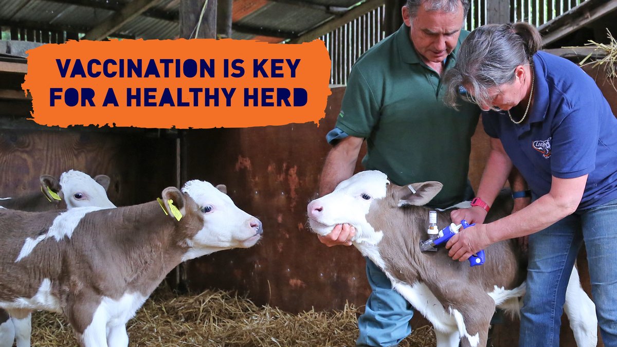 CALFMATTERS tweet media