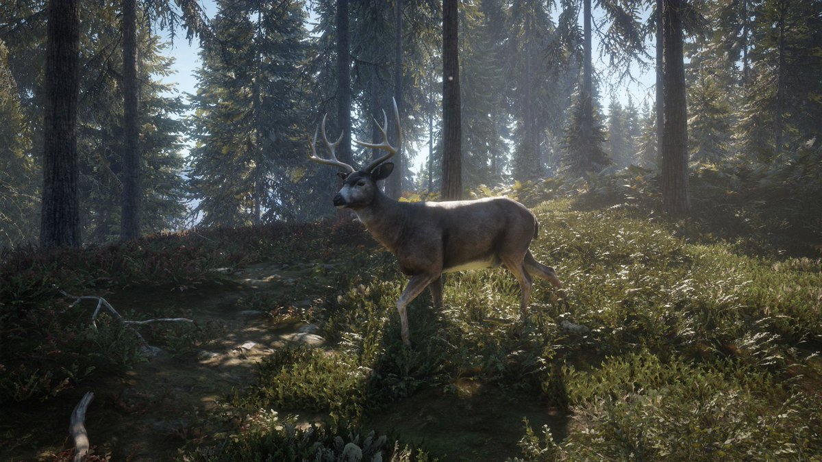raqsegal's tweet photo. 🚨 ALERTA JOGO GRÁTIS

1. theHunter: Call of the Wild: Vivencie uma experiência atmosférica de caça nesse mundo aberto realista. Mergulhe na envolvente campanha solo, ou compartilhe a experiência de caça com seus amigos. (link abaixo) https://t.co/0YMaaF7H8s