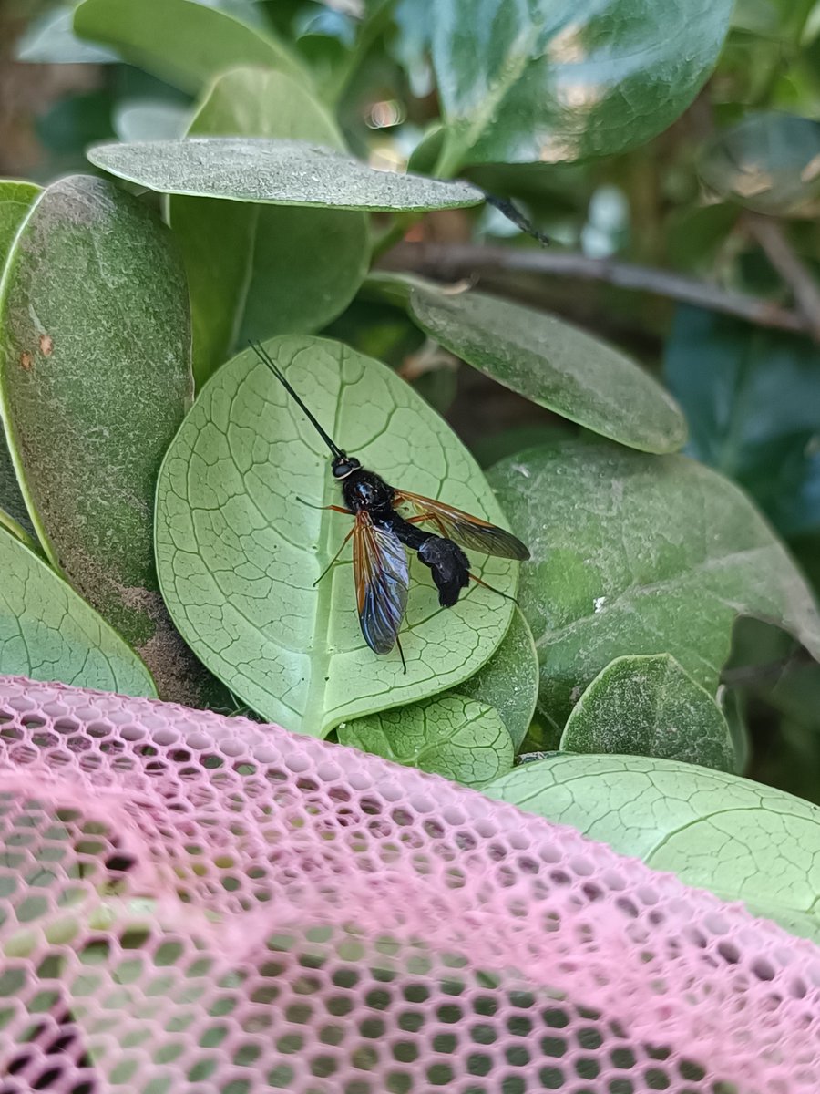 Our #FlyFriday Observation of the Day is the first Lobogaster paradoxus wood gnat posted to iNaturalist! Seen in #Chile by  idealpado.

More details (and a long ID discussion) at: inaturalist.org/observations/1… #diptera #entomology #nature #insects #biodiversity
