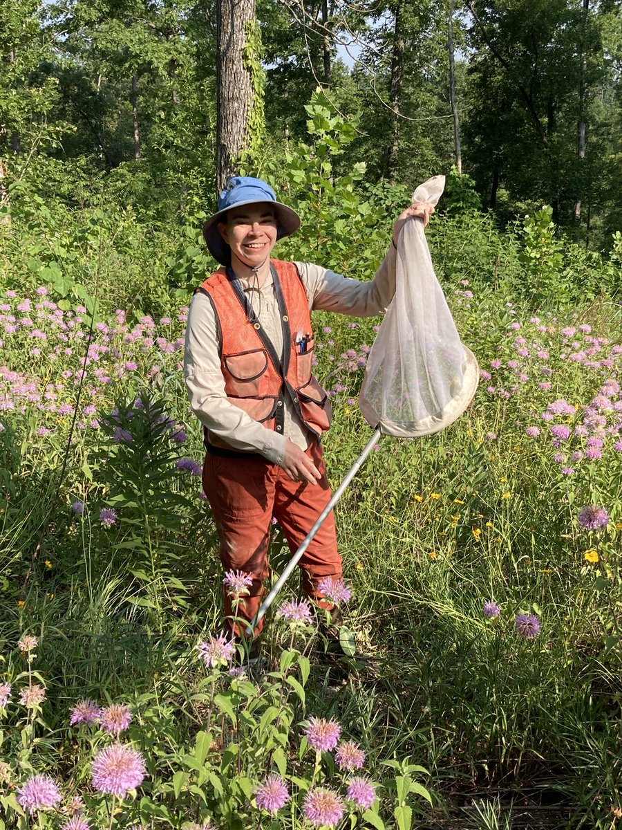 Pollinator Habitat in Log Landings (PHiLL) Project tweet media