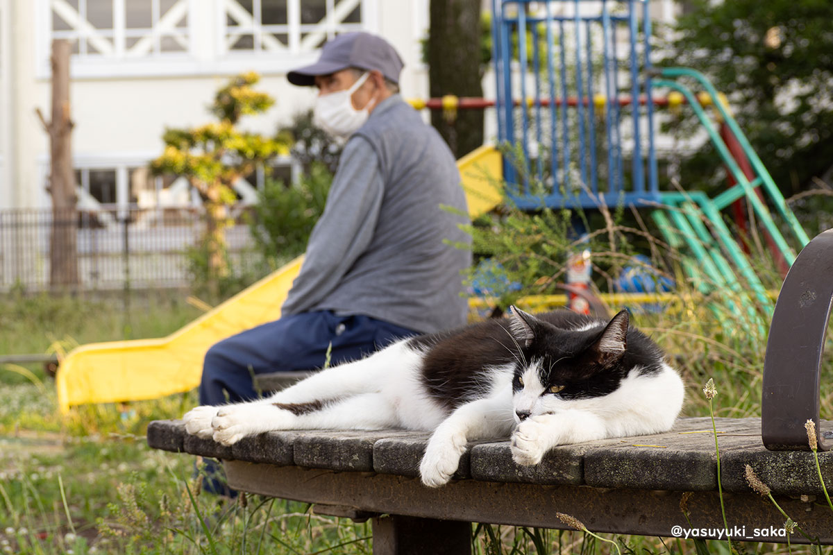 ねこ。